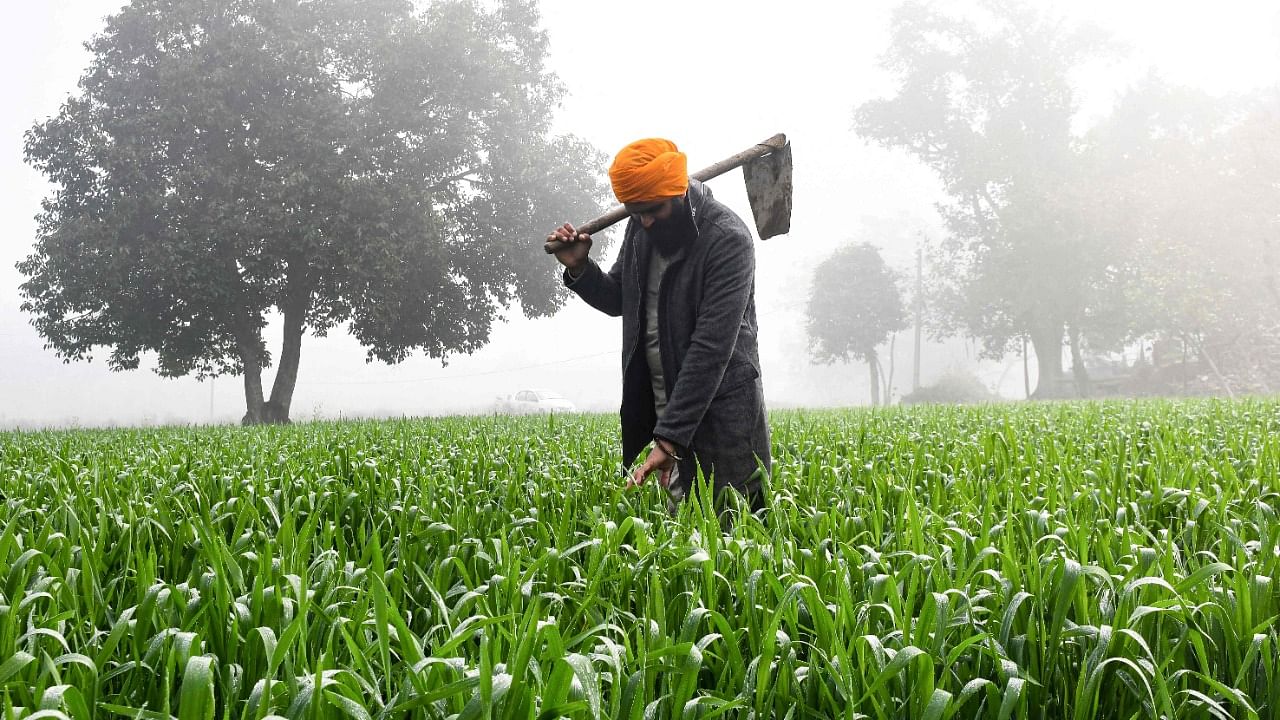 A marked feature of Budget 2022 is the lack of enthusiasm towards allocations for agriculture and allied activities. Credit: AFP Photo