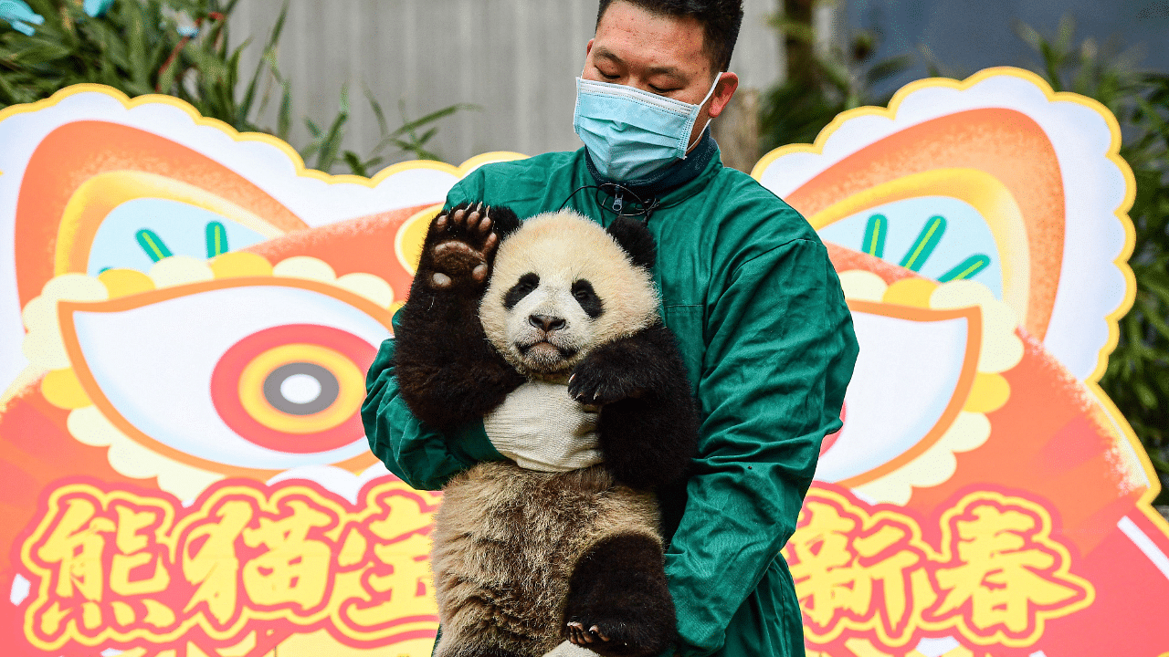 A panda keeper holding a panda cub posing for photos at the Shenshuping breeding base. Credit: AFP Photo