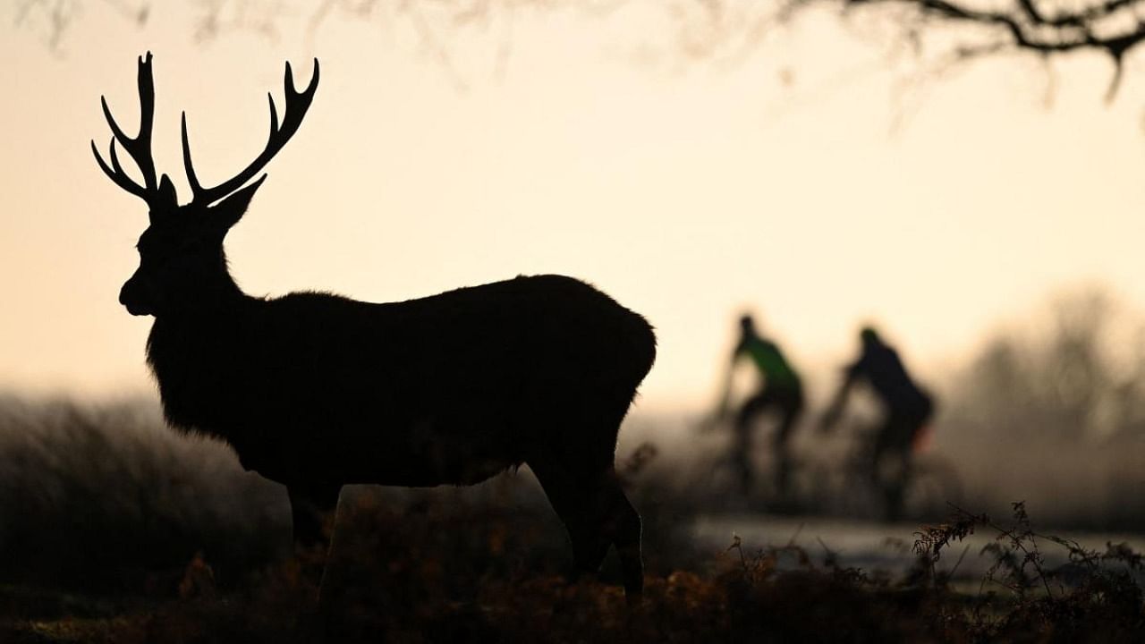 Nearly 15 per cent of the deer had antibodies to the virus in their blood, the researchers found, suggesting that the animals had previously been infected with it. Credit: AFP Photo