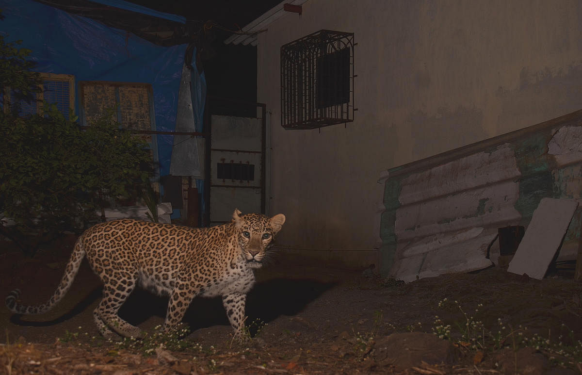 A female leopard sighted near Aarey Milk Colony in 2019. Photo credit: Ranjeet Jadhav 