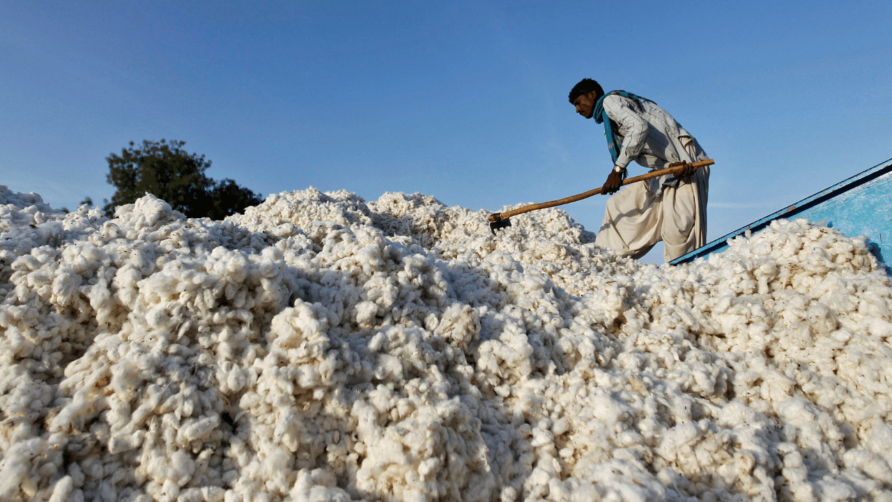 A worker fills a spanning machine with cotton at a cotton processing unit at Kadi town. Credit: Reuters Photo