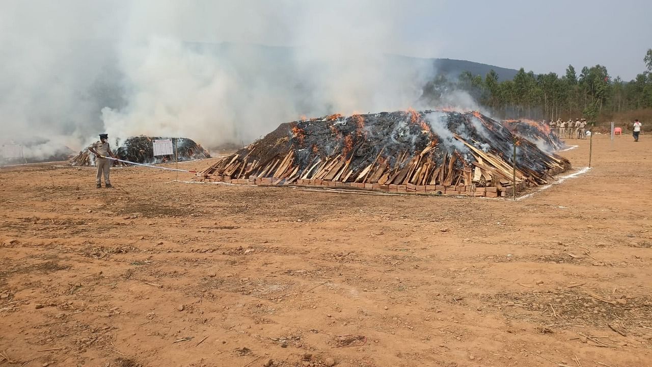 One of the piles of marijuana set ablaze by the Andhra Pradesh police. Credit: DH photo