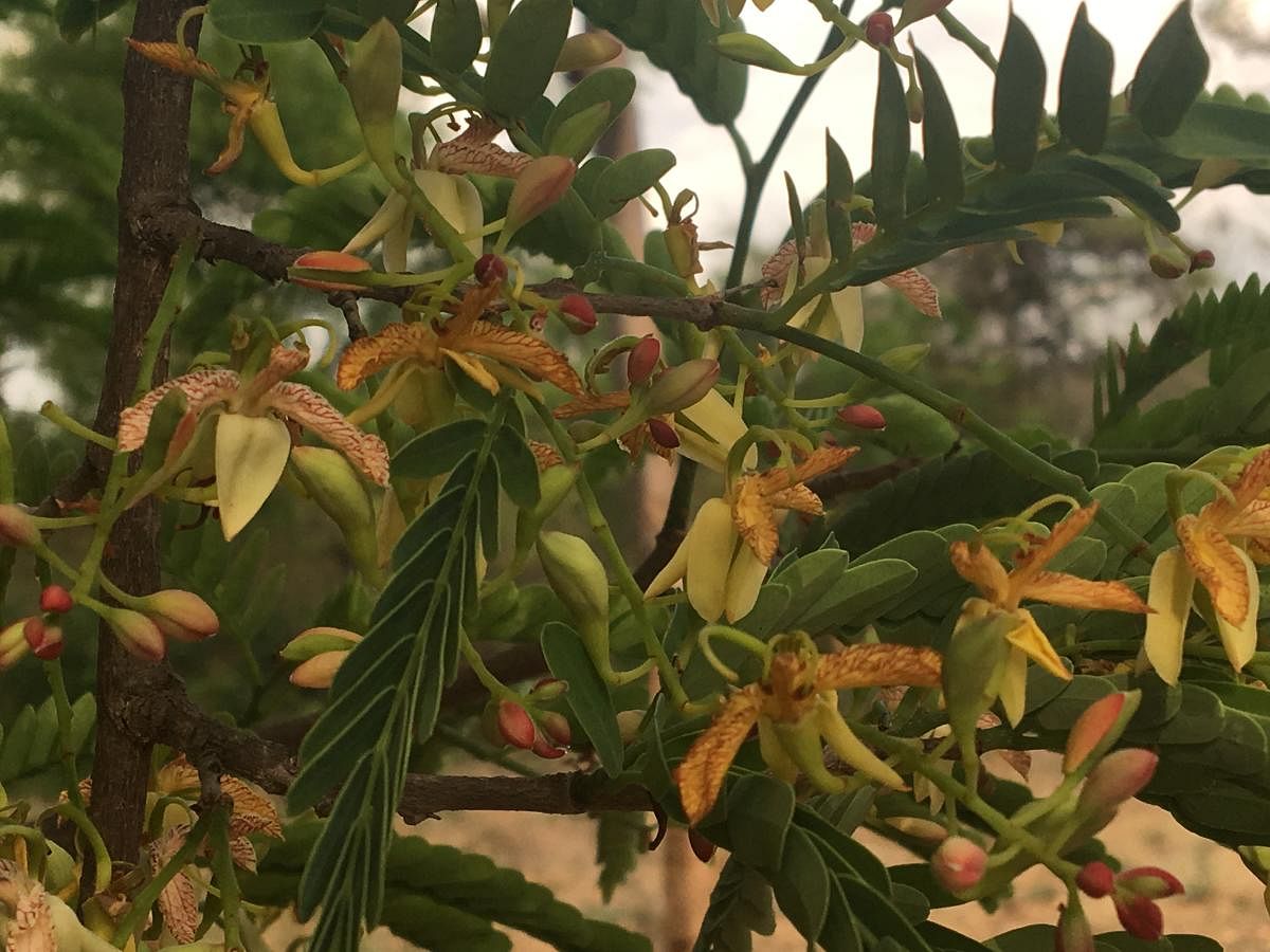 The delicately beautiful tamarind blossoms (pics by author)