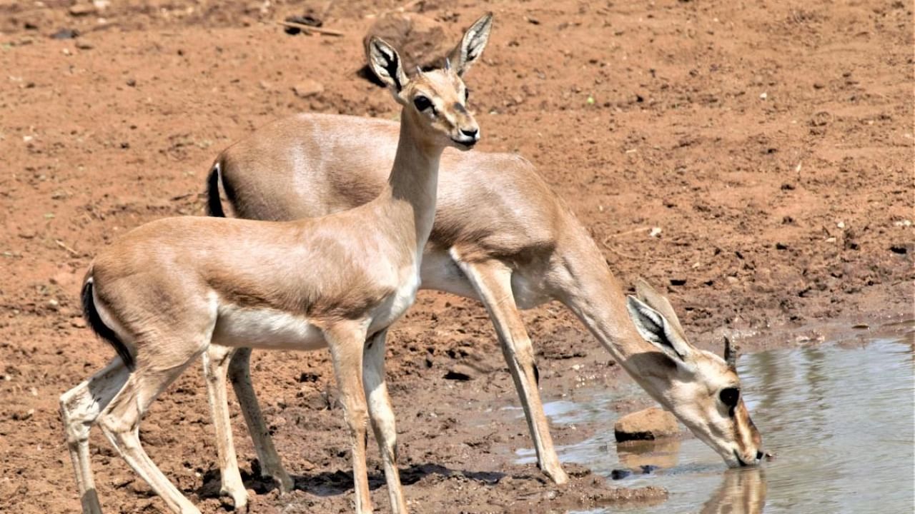 The endangered chinkaras (Indian Gazelle) were spotted at a waterhole at Yadahalli wildlife sanctuary in Bagalkot district. Credit: DH Photo