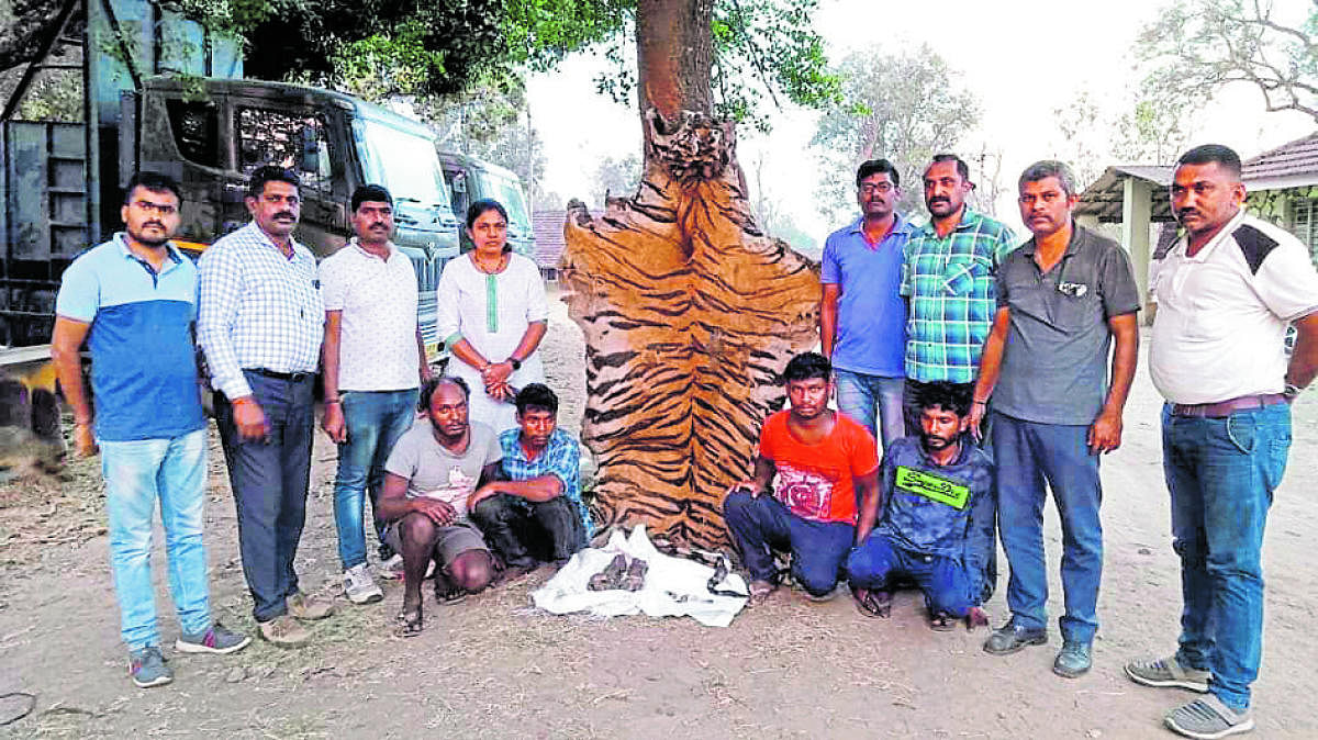 Four persons were arrested while attempting to sell the pelt of a tiger after poaching. Credit: Special Arrangement