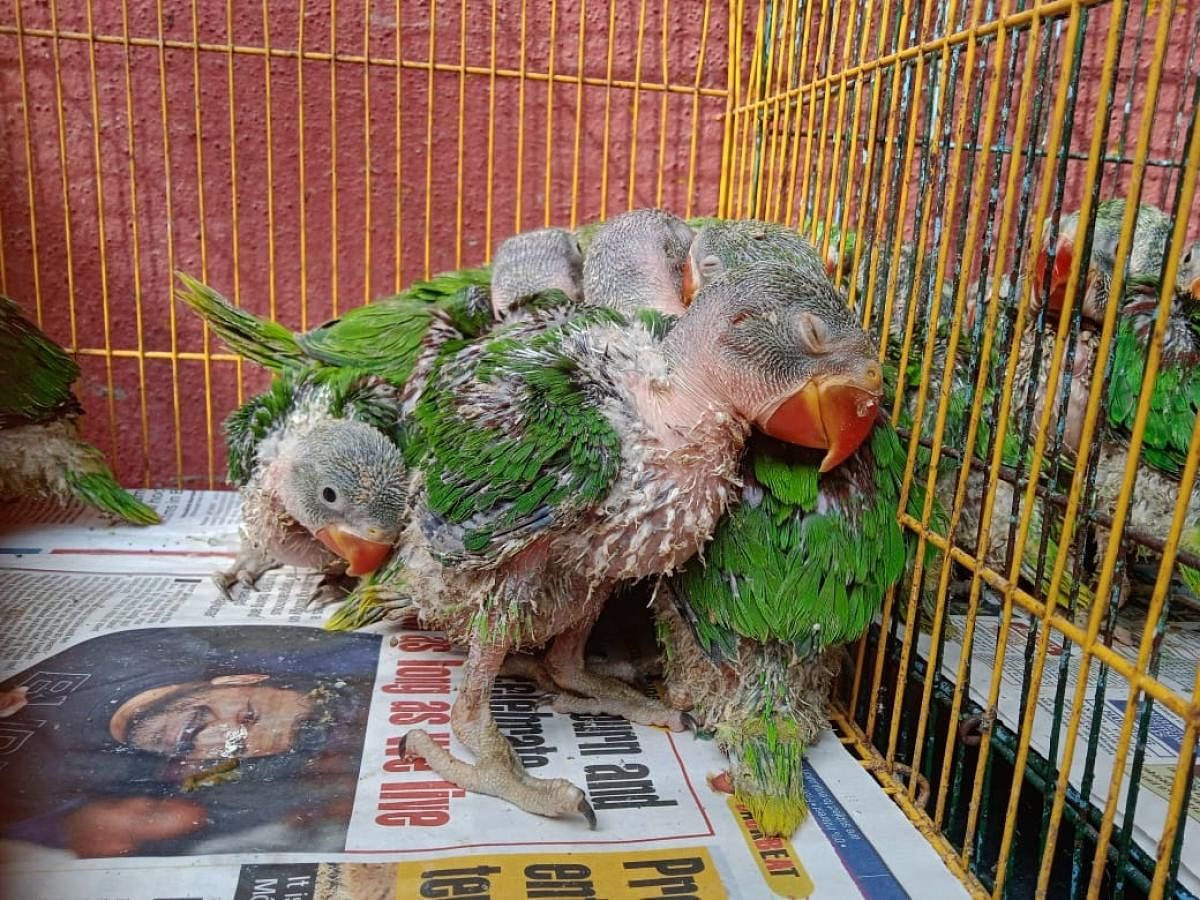 The Varthur police caught two men and saved 26 parakeet chicks from beingtraded. A pair of parakeets is sold for Rs 4,000 to Rs 8,000.
