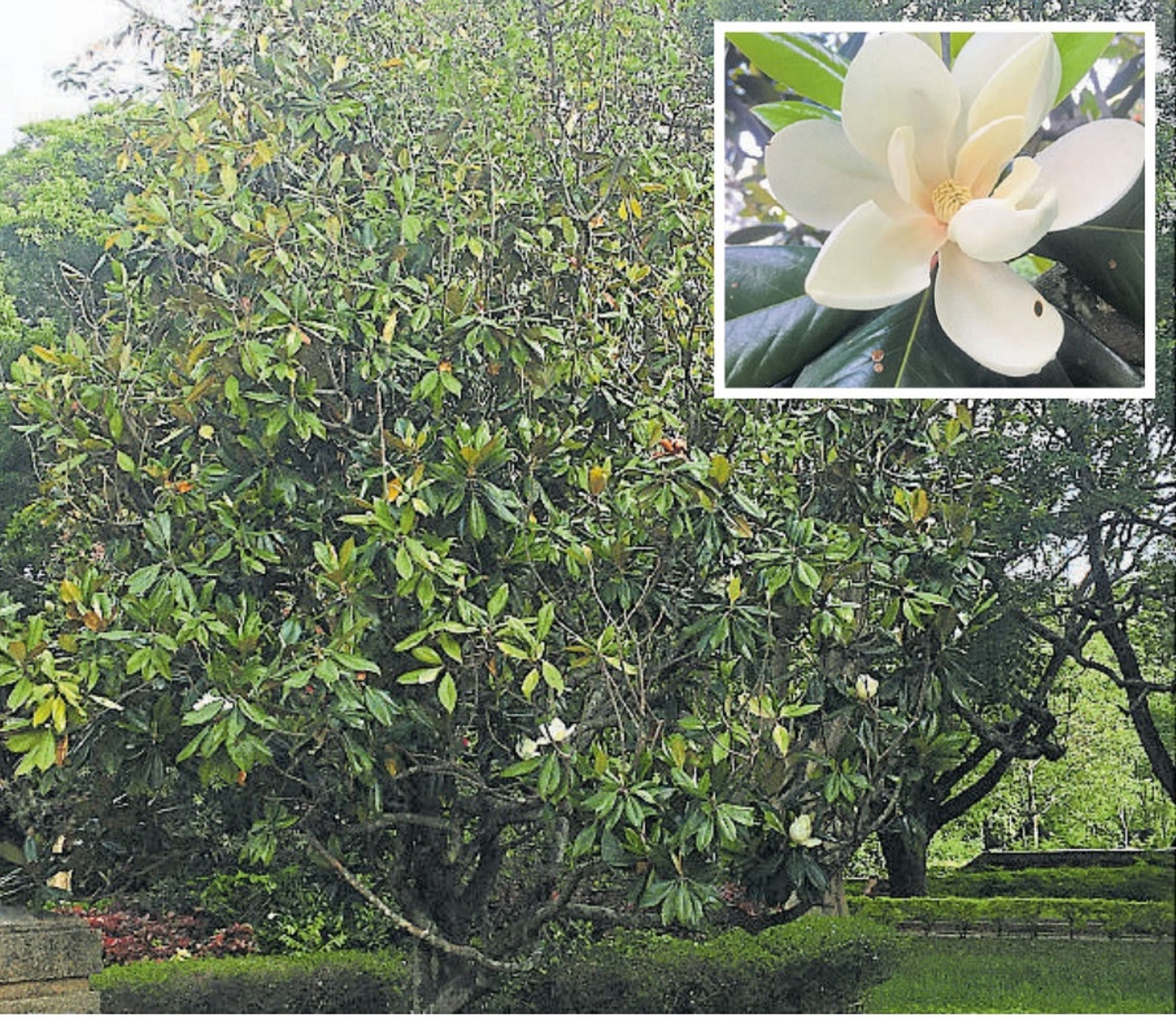 The Magnolia grandiflora tree, located on IISc campus, was planted by Queen Elizabeth on February 21, 1961. (Inset) A flower from the tree. Photo credit: Sharath Ahuja