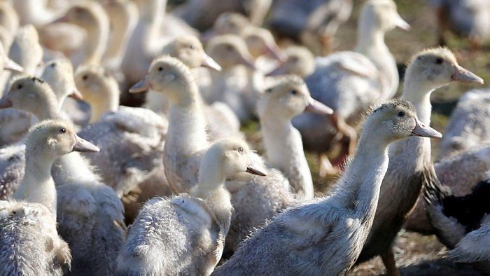 The Union Ministry of Fisheries and Animal Husbandry has been informed about the detection of bird flu cases. Credit: Reuters File Photo