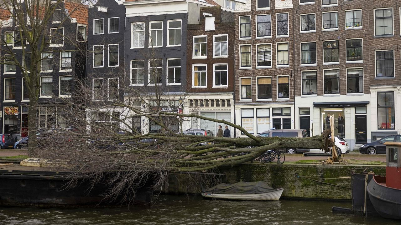 A fallen tree lies beside damaged vehicles on the side of a canal in Amsterdam on February 18, 2022, after Storm Eunice passed across northern Europe. Credit: AFP Photo
