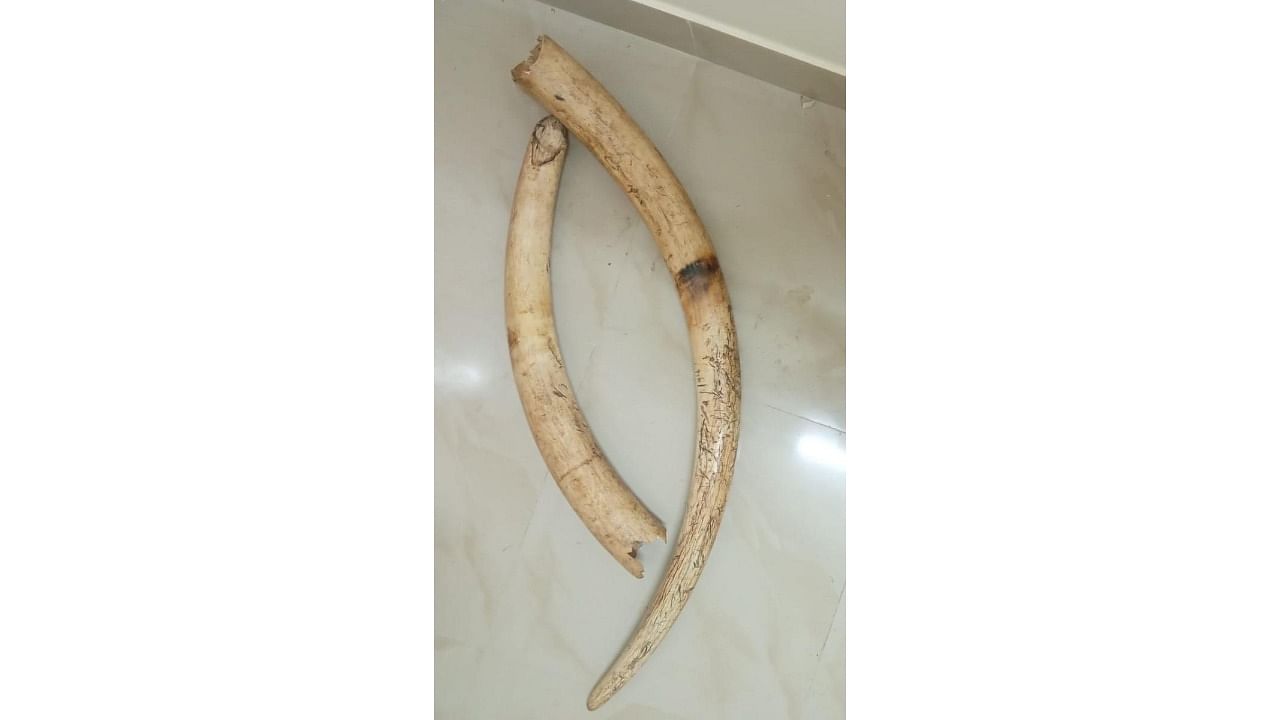 Two tusks weighing about 14.240 kg allegedly sourced from forests around Denkanikottai in the Krishnagiri district of Tamil Nadu. Credit: DH Photo