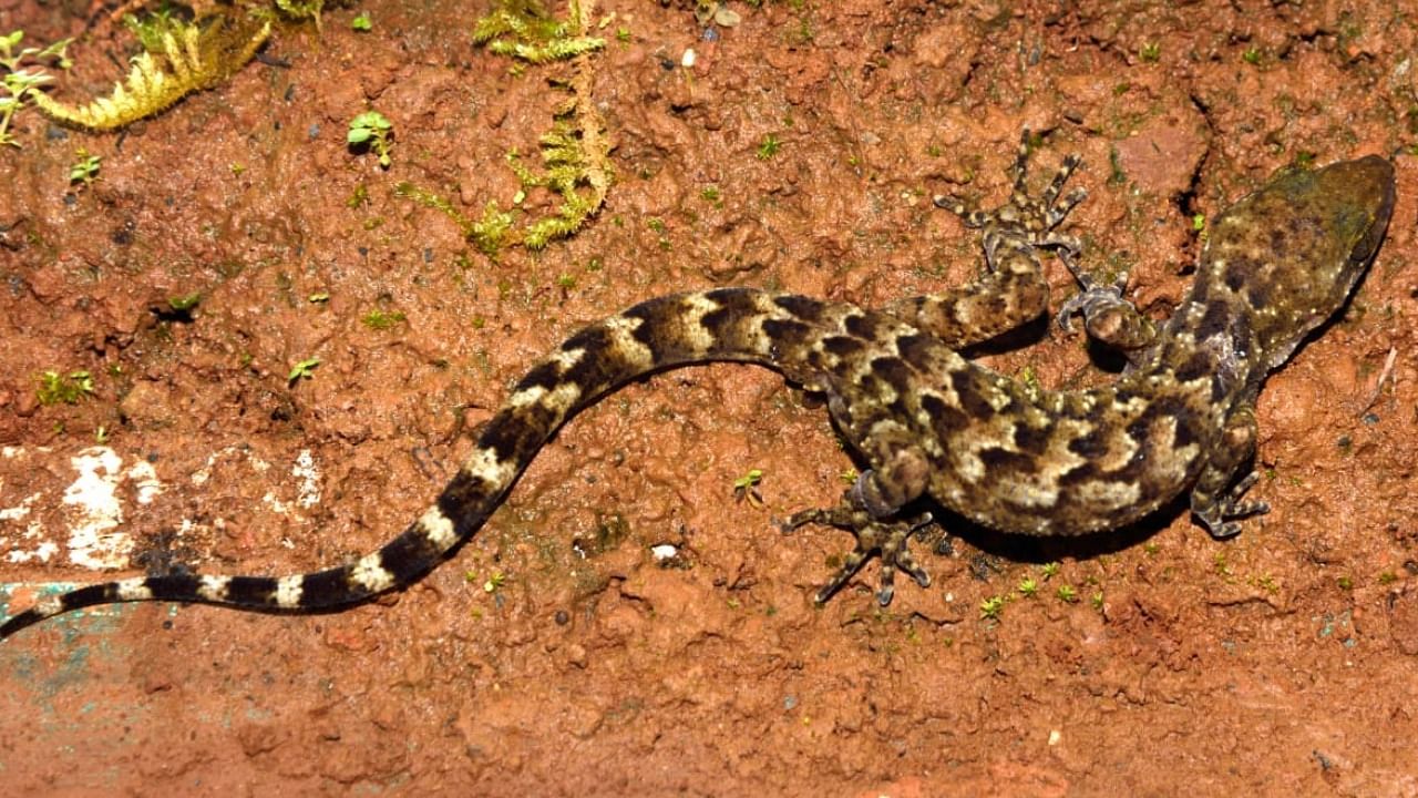 New lizard species named in honour of Indian Army. Photo credit: Jayaditya Purkayastha, Help Earth, Guwahati