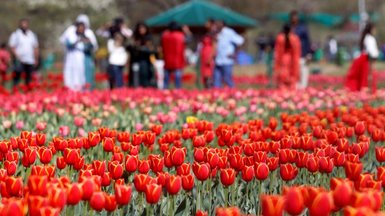 Visitors walk inside Kashmir's tulip garden on the foothills of Zabarwan mountain range in Srinagar. Credit: Reuters Photo