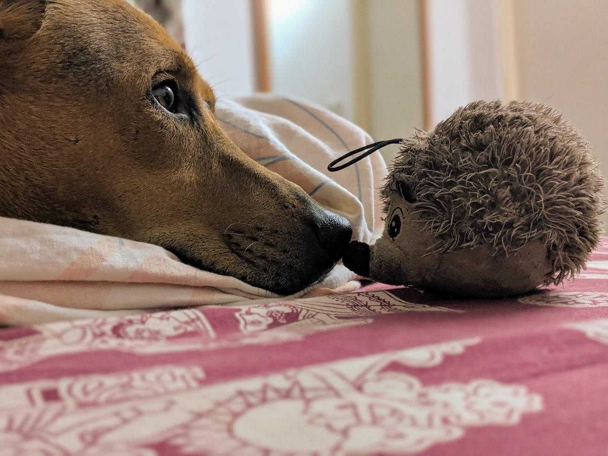 Pippi musing with his favourite hedgehog pic by author