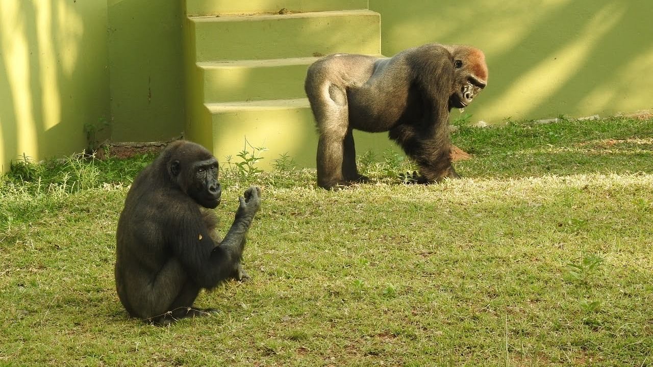 Demba (8 years) and Thabo (14 years) were brought to Mysuru Zoo from Germany in August 2021. Credit: Special arrangement