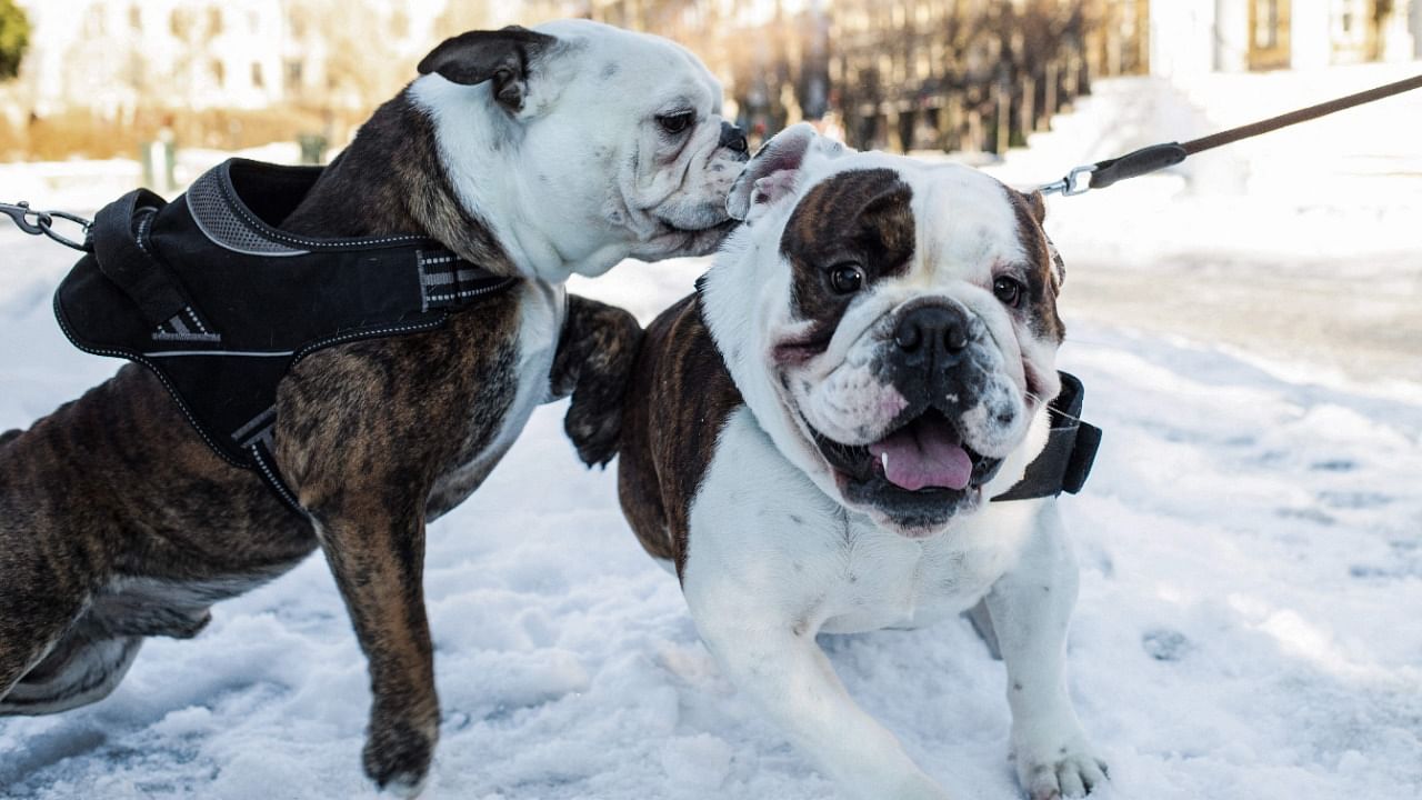 Two English bulldogs, which are among the most popular breeds, in Norway. Credit: AFP Photo