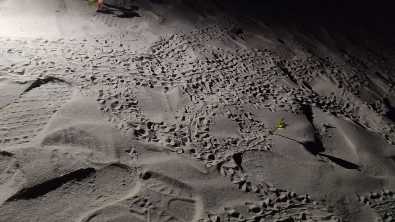 Local fishermen released photo evidence of footprints of both humans and Olive Ridley Sea Turtles hatchlings on Kasarkod Tonka beach in Honnavar.  They charge nearly 250 hatchlings of turtles missing from their nest. Credit: Special Arrangements