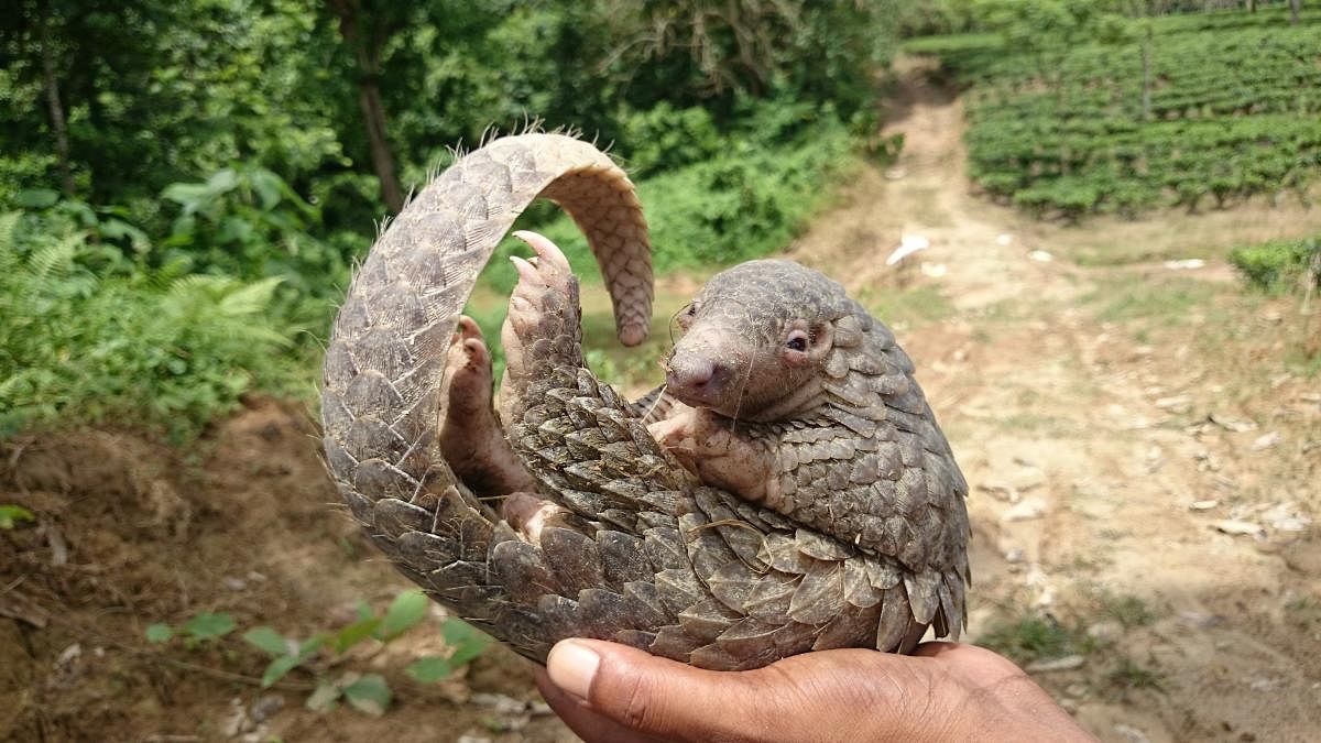 Chinese pangolin. Photo by Author