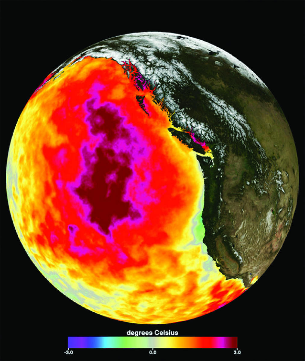 A huge marine heatwave called ‘The Blob’ 