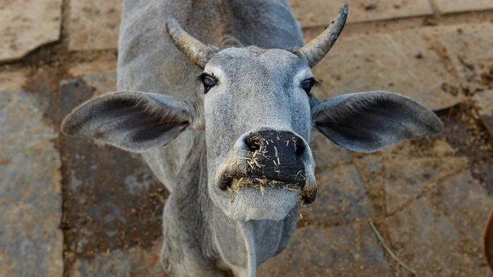 Ground reports from several parts of the Purvanchal region, where the remaining battle of the ballot is to be fought over the subsequent three phases, suggest that the stray cattle menace could mess up with the BJP's hopes of staging a return to power in the country's most populous state. Credit: AFP File Photo