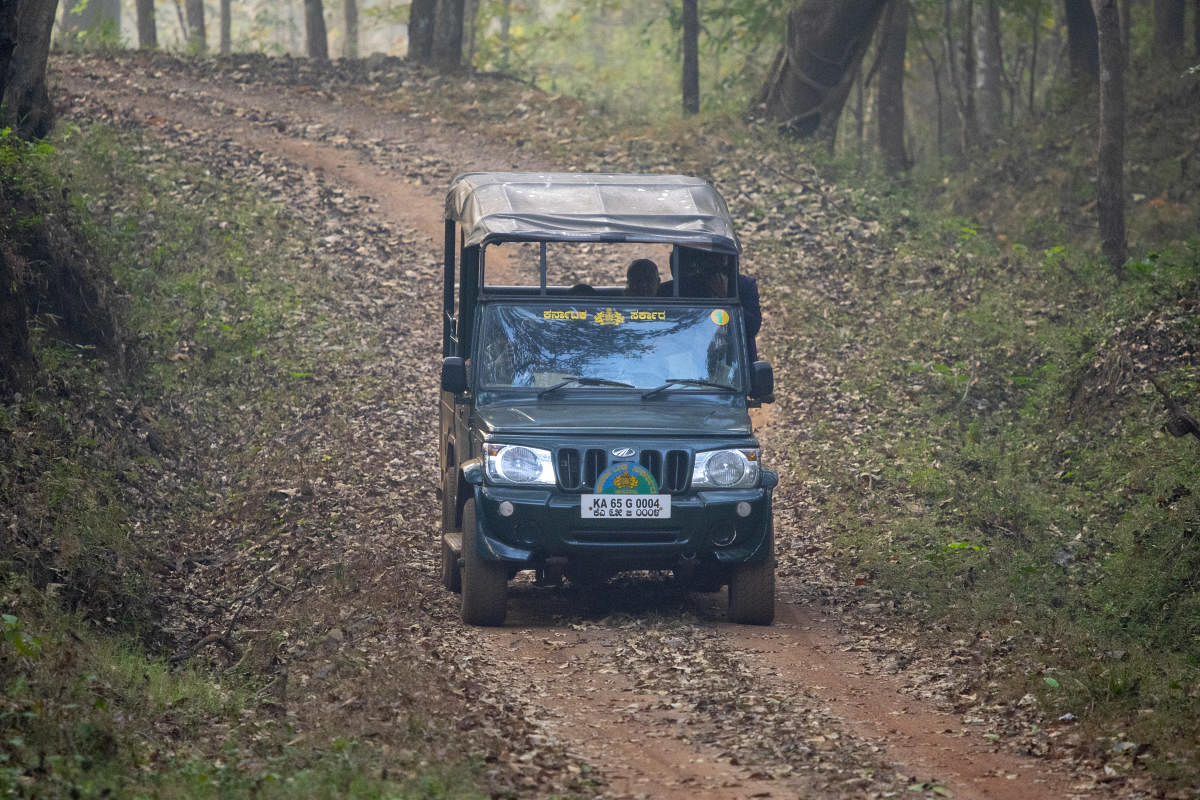 A jungle safari in progress. Photo by Sharat Anegundi