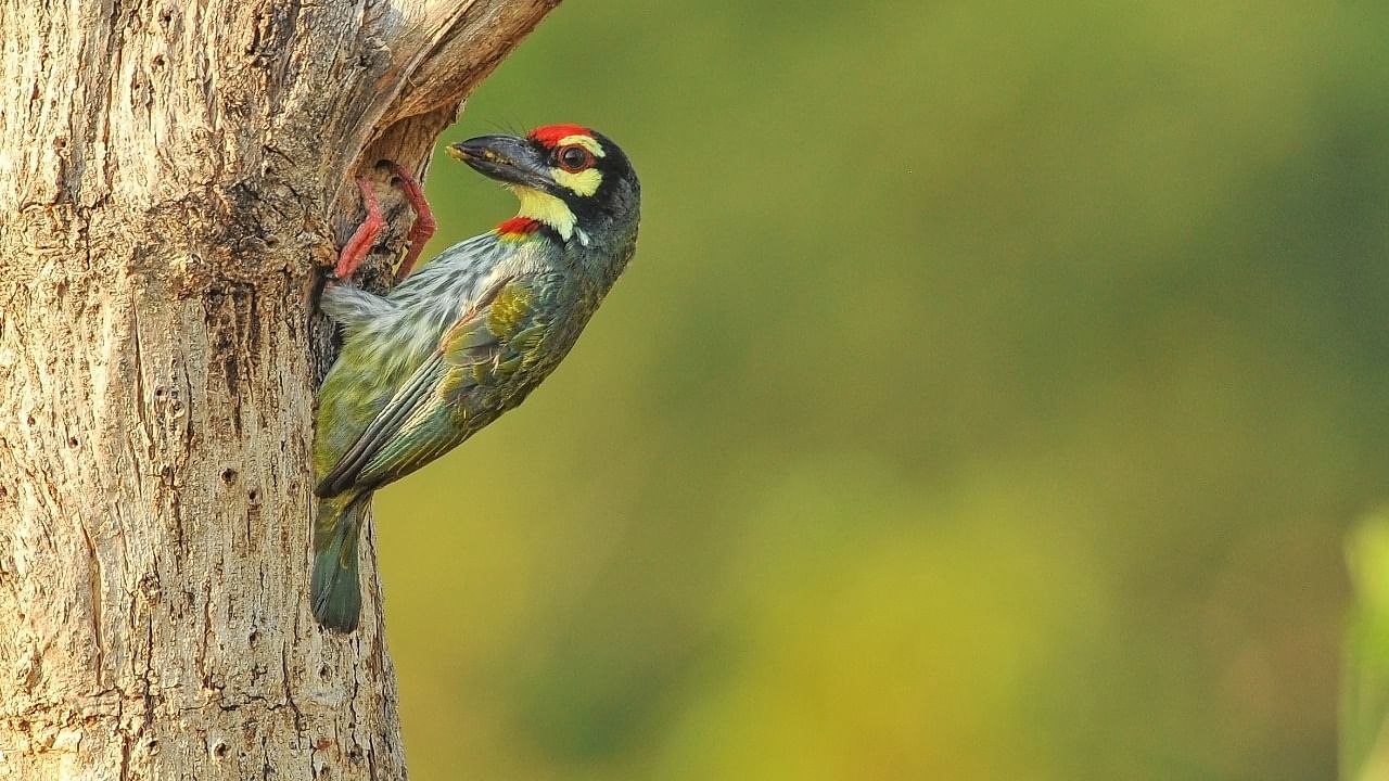 One of the birds spotted in the campus of Nitte Deemed to be University. Credit: Special arrangement