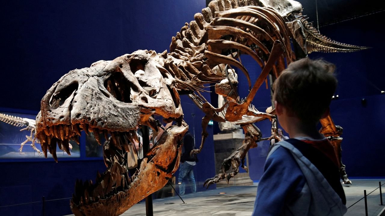  A child looks at a 67 million year old skeleton of a Tyrannosaurus, named Trix. Credit: Reuters File Photo