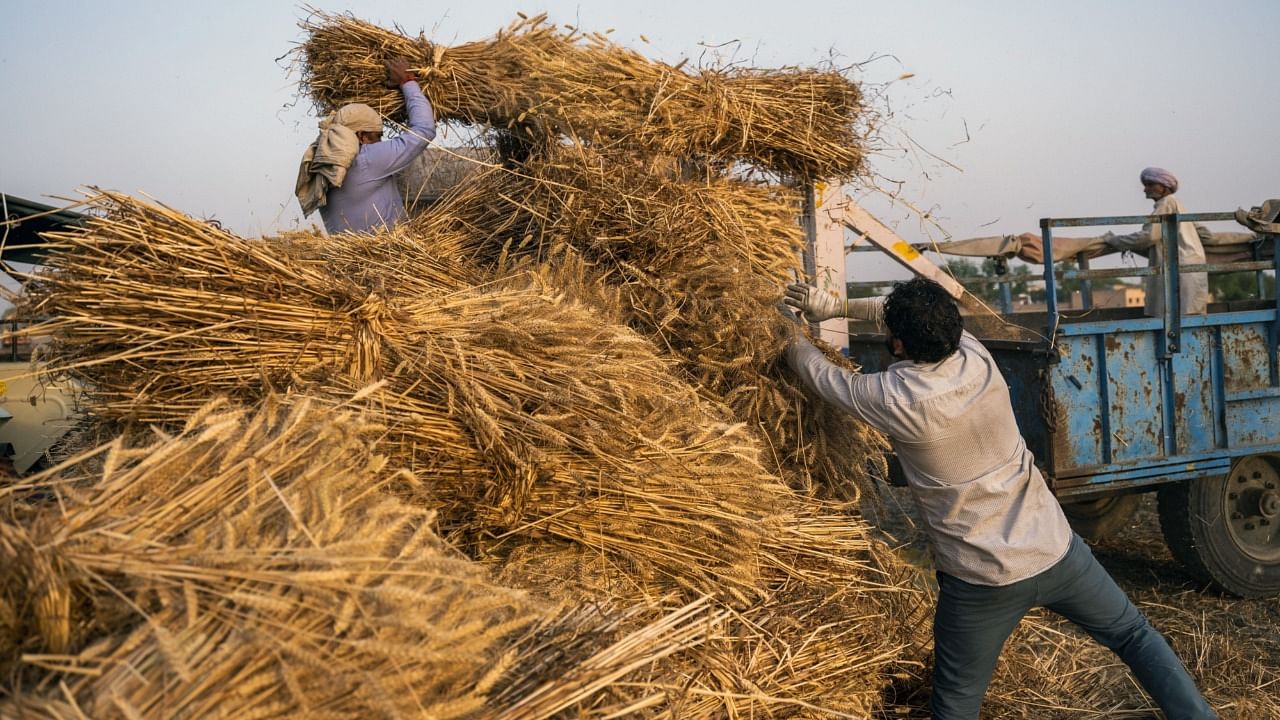 India is set to benefit from the shifts in global wheat trade. Credit: Bloomberg Photo