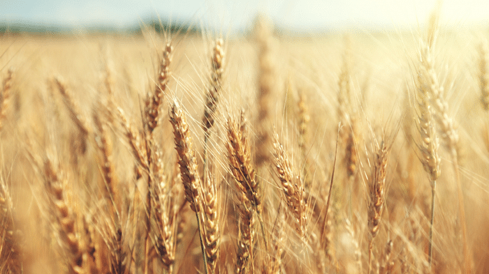 The disruptions come at a time when global crop prices have already soared to records, while hunger has surged dramatically in the past two years. Credit: iStock Photo