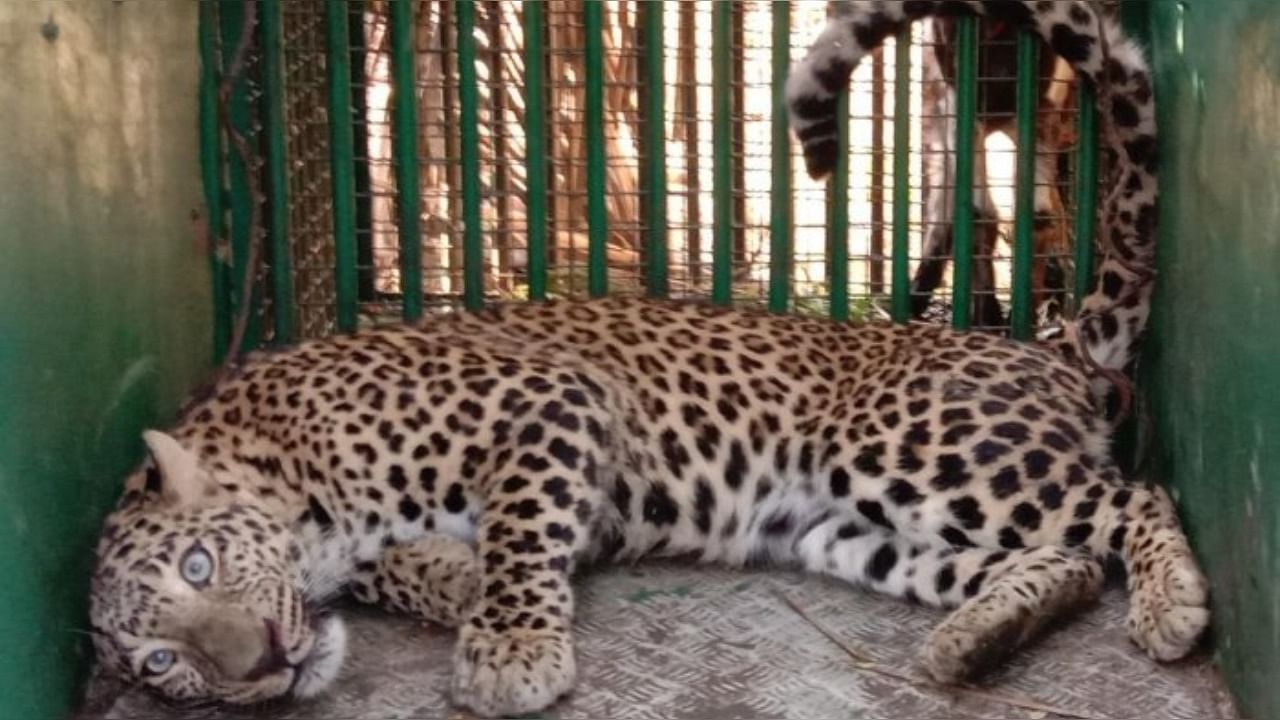 Leopard trapped in a cage at the Burur Amrutmahal Kaval. Credit: DH Photo