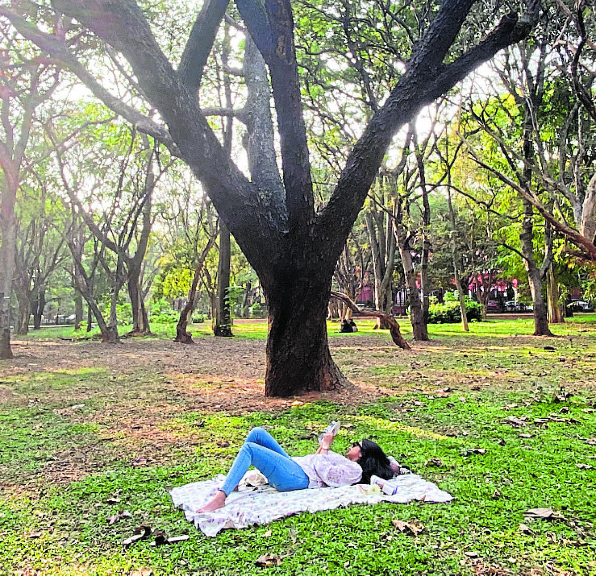 Minutes before the reporter fell asleep in Cubbon Park. Credit: DH Photo