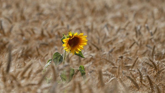 A sunflower field in Ukraine, seen amid the war. Credit: Reuters Photo