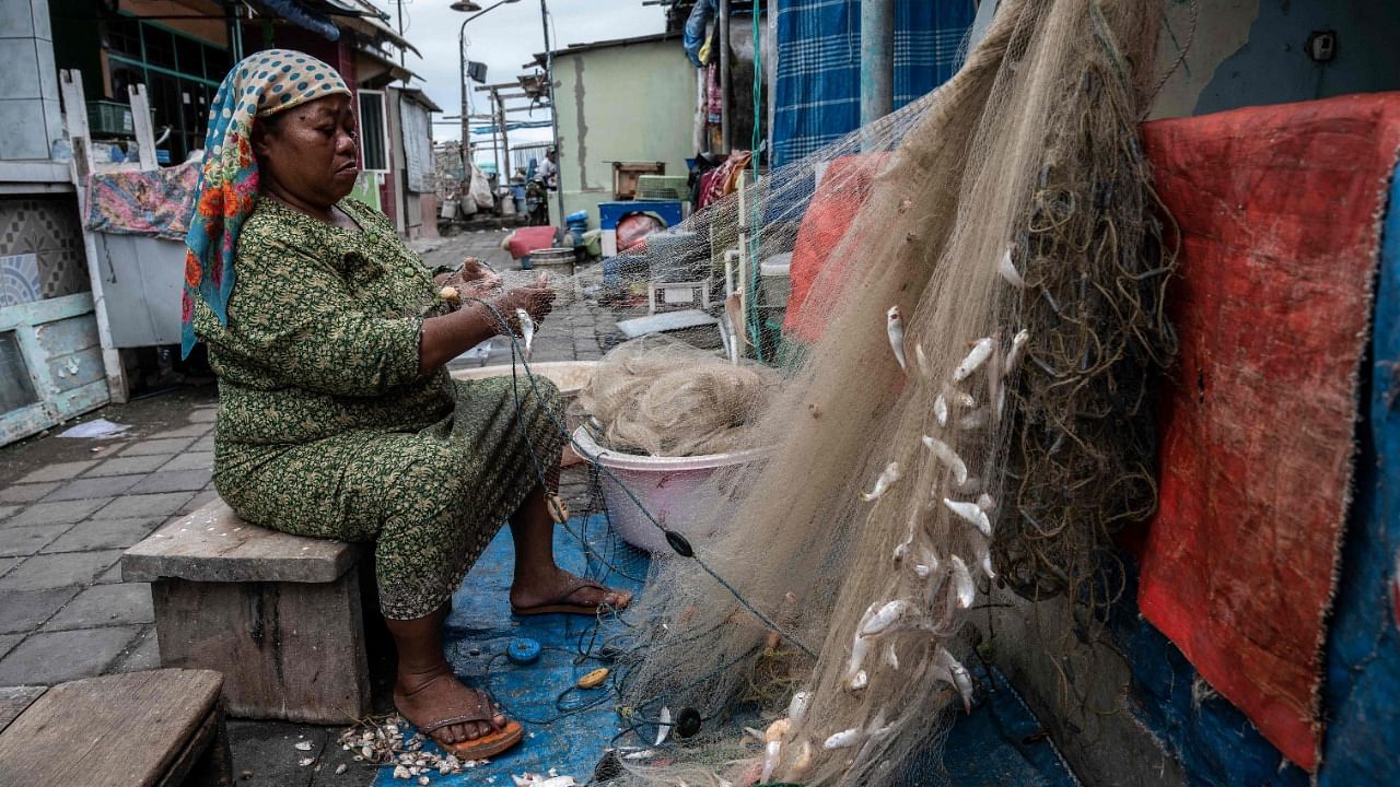 A woman collects fish out of fishing nets in Surabaya. Credit: AFP File Photo