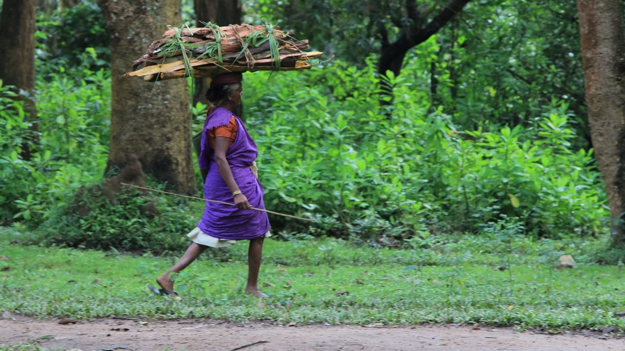 Tribals are dependent on forests for a variety of purposes, including their livelihood. Credit: Getty Images