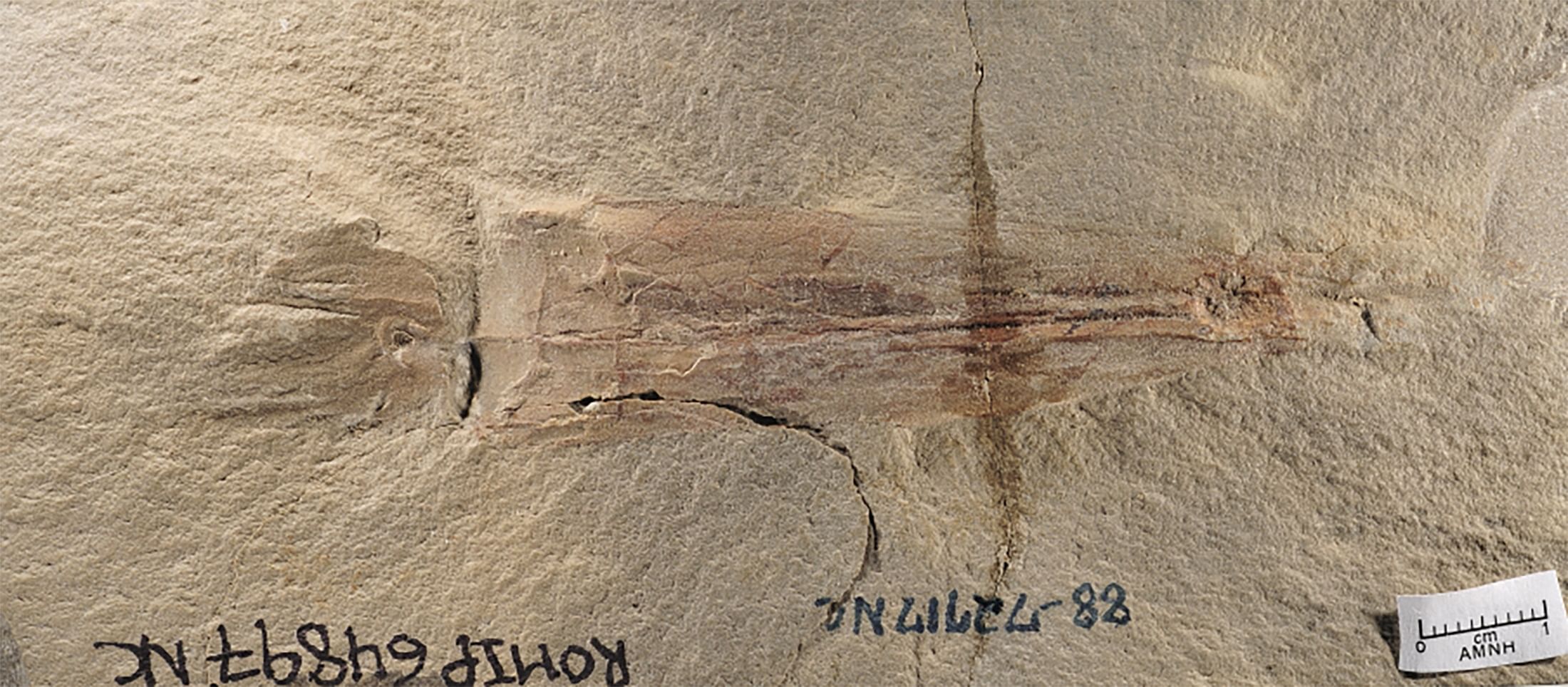 A fossil of the cephalopod species Syllipsimopodi bideni - the oldest-known relative of today's octopuses - discovered in Montana and dating to 328 million years ago during the Carboniferous Period. Credit: Thurston/Handout via Reuters
