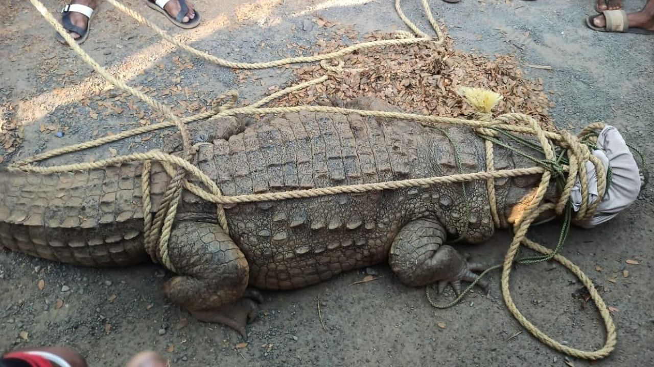 The six-foot-long crocodile found near bus depot in old Dandeli in Uttara Kannada district on Thursday. Credit: Special arrangement