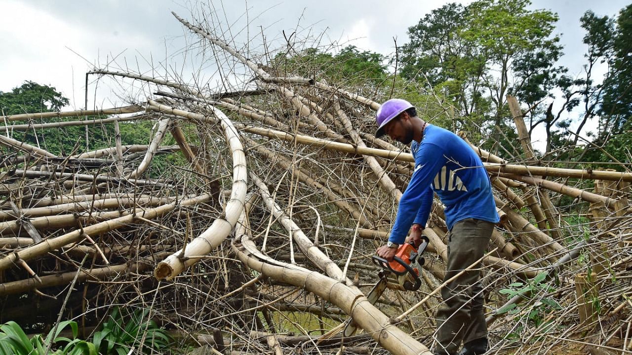 A large number of bamboo trees have been cut down in Cubbon Park. Credit: DH file photo