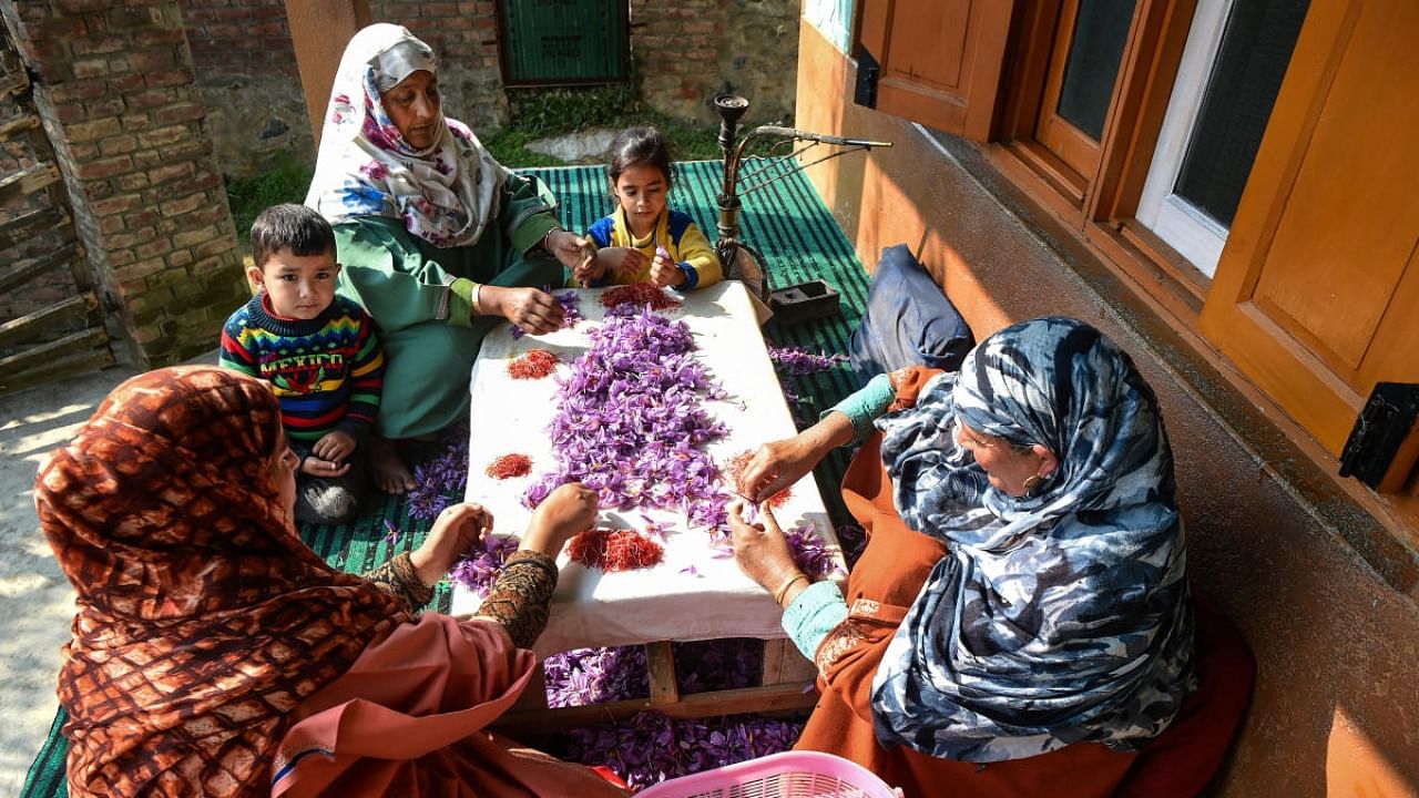  A family plucks saffron spice from the flowers at their residence after picking the flowers from a field, at Pampore in Pulwama district, Sunday, Oct. 31, 2021. Credit: PTI Photo