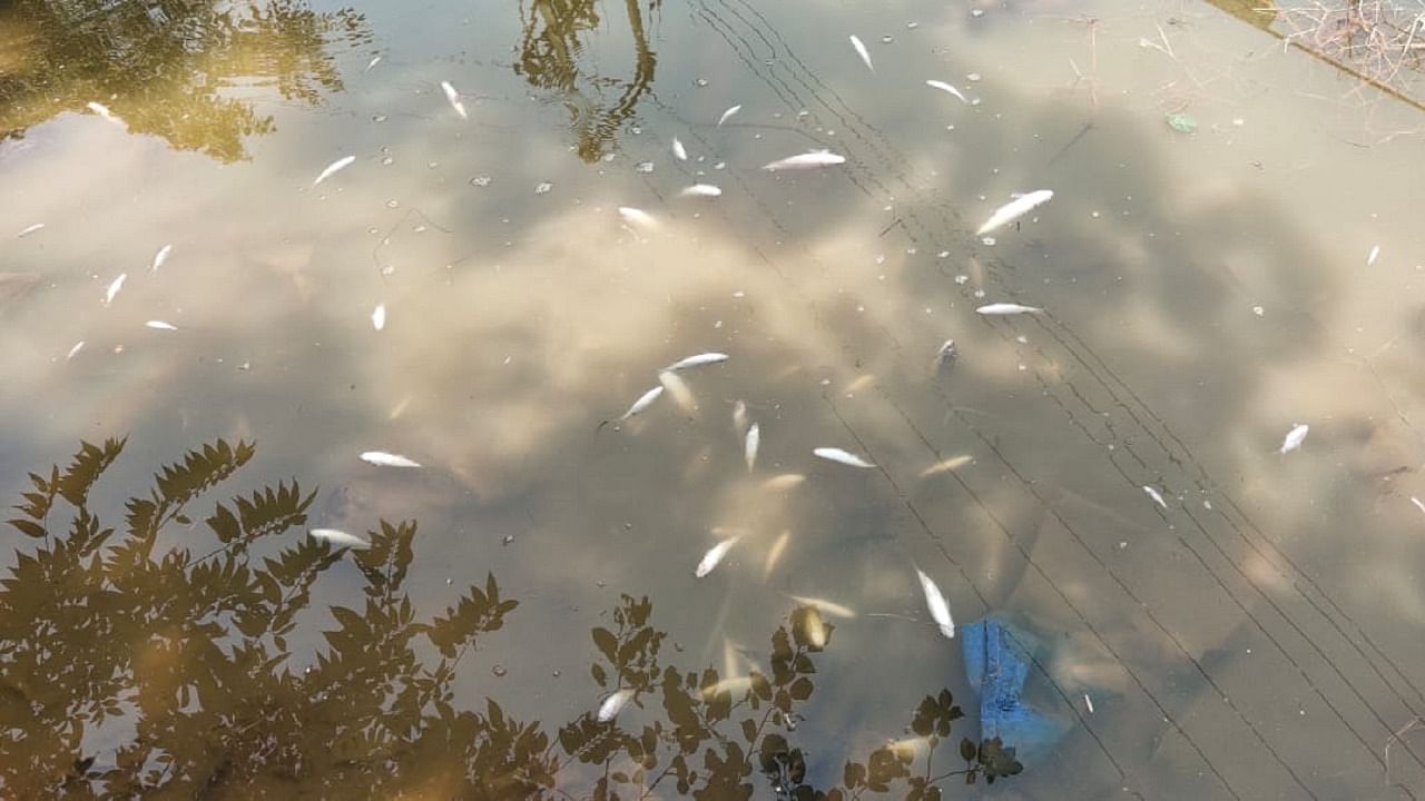 The fishes started dying since Sunday, and many more were found floating the next day as well. Credit: DH Photo