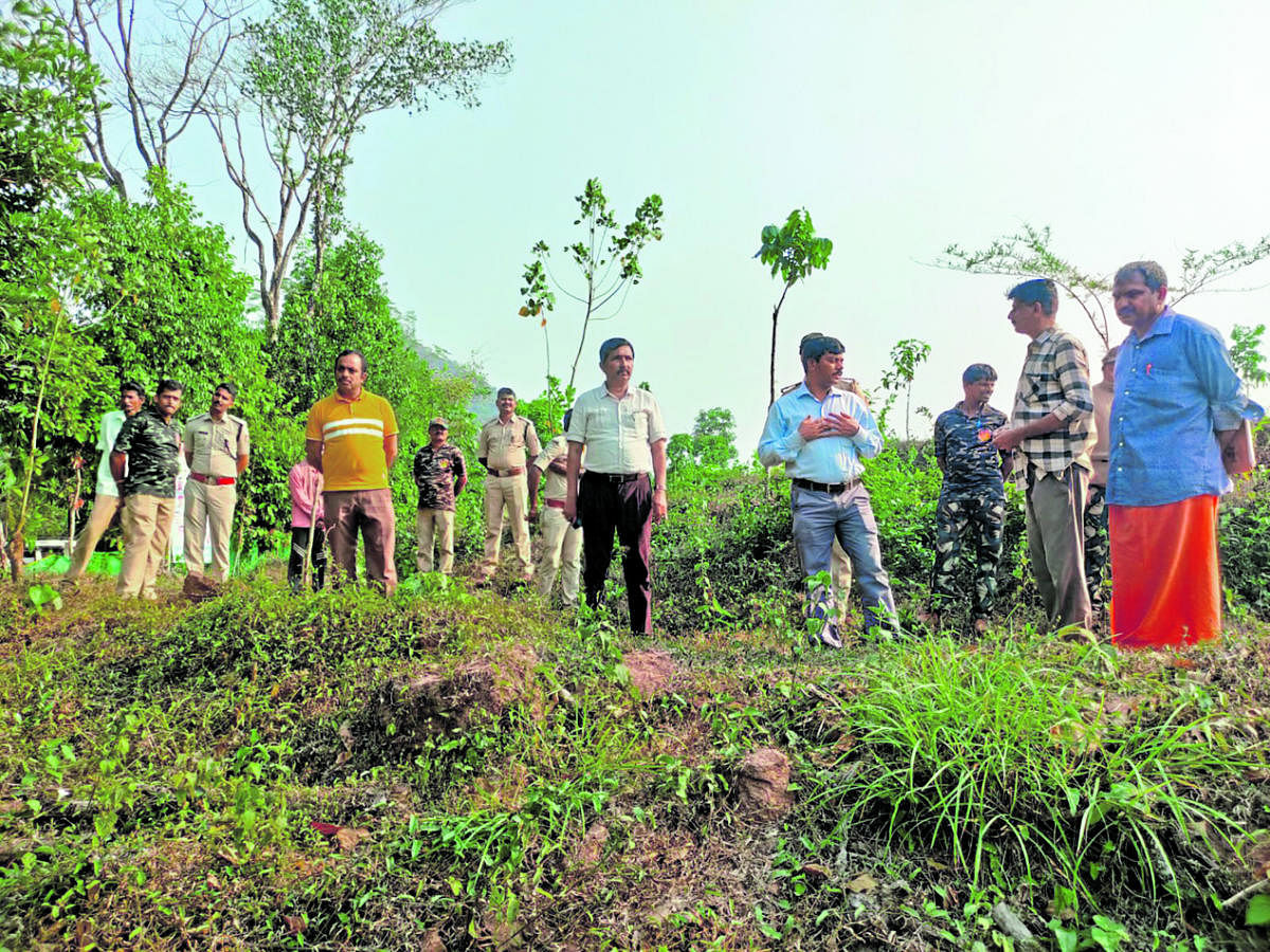 Experts from the forest department inspect the damaged crops at Dumbettu in Mundaje of Belthangady taluk.