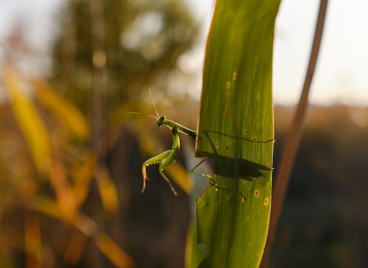 Praying mantis