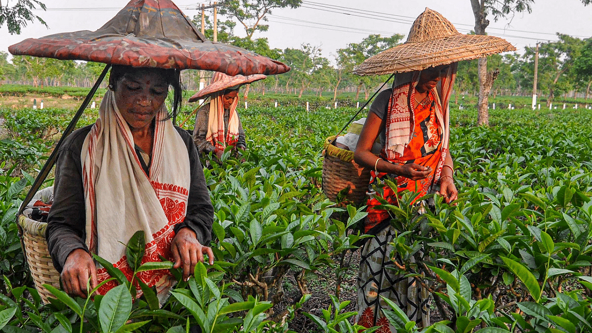 Workers carrying baskets pluck tea leaves. Credit: PTI Photo