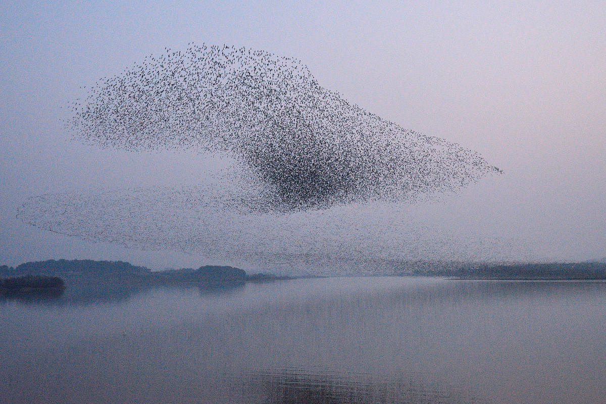 Systems theory posits that an interaction between individual parts leads to emerging patterns over time, observable in fields as diverse as urban studies and ecology. In pic: Wintering birds flying in the evening sky.