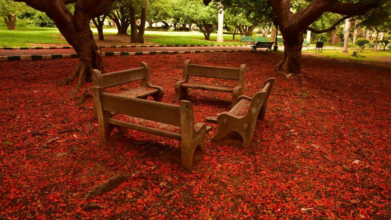 The tree species were selected so Bengaluru would witness seasons of blooming throughout the year. Credit: DH Photo