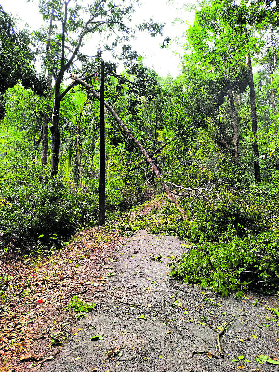 Trees fell on the road on the Naravi-Marodi stretch.