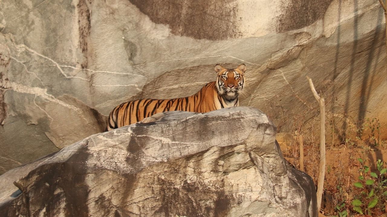 A tiger at the Kali Tiger Reserve in Uttara Kannada district, Karnataka. Credit: Vishnumurthy Shanbhag