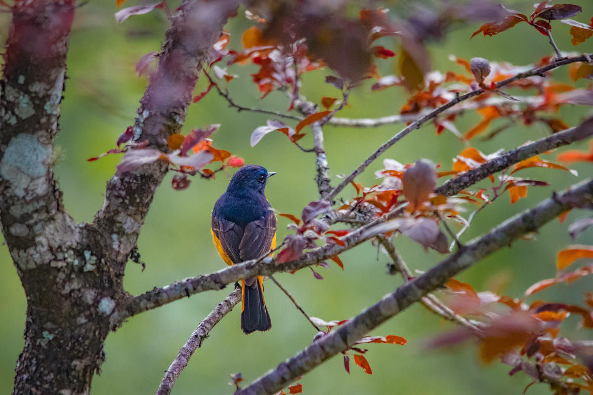 Blue-fronted Redstart