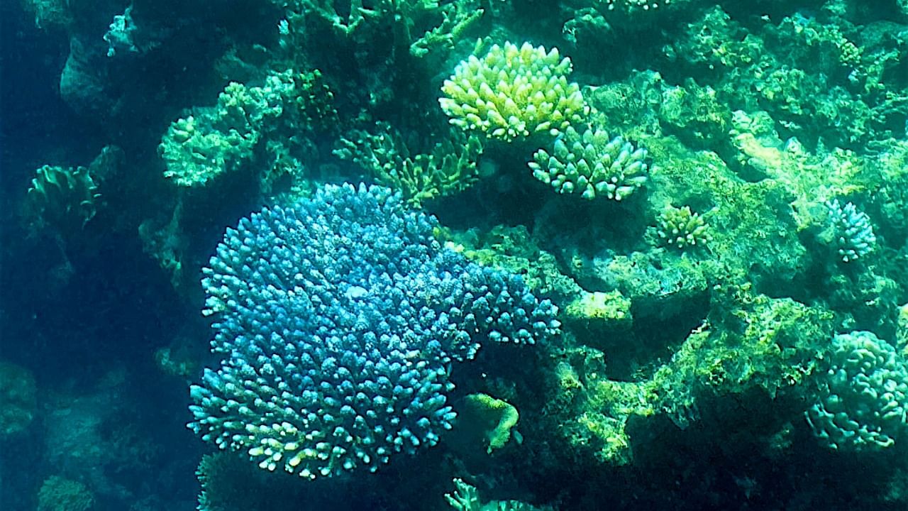 This picture shows the current condition of the coral on the Great Barrier Reef, off the coast of the Australian state of Queensland. Credit: AFP File Photo