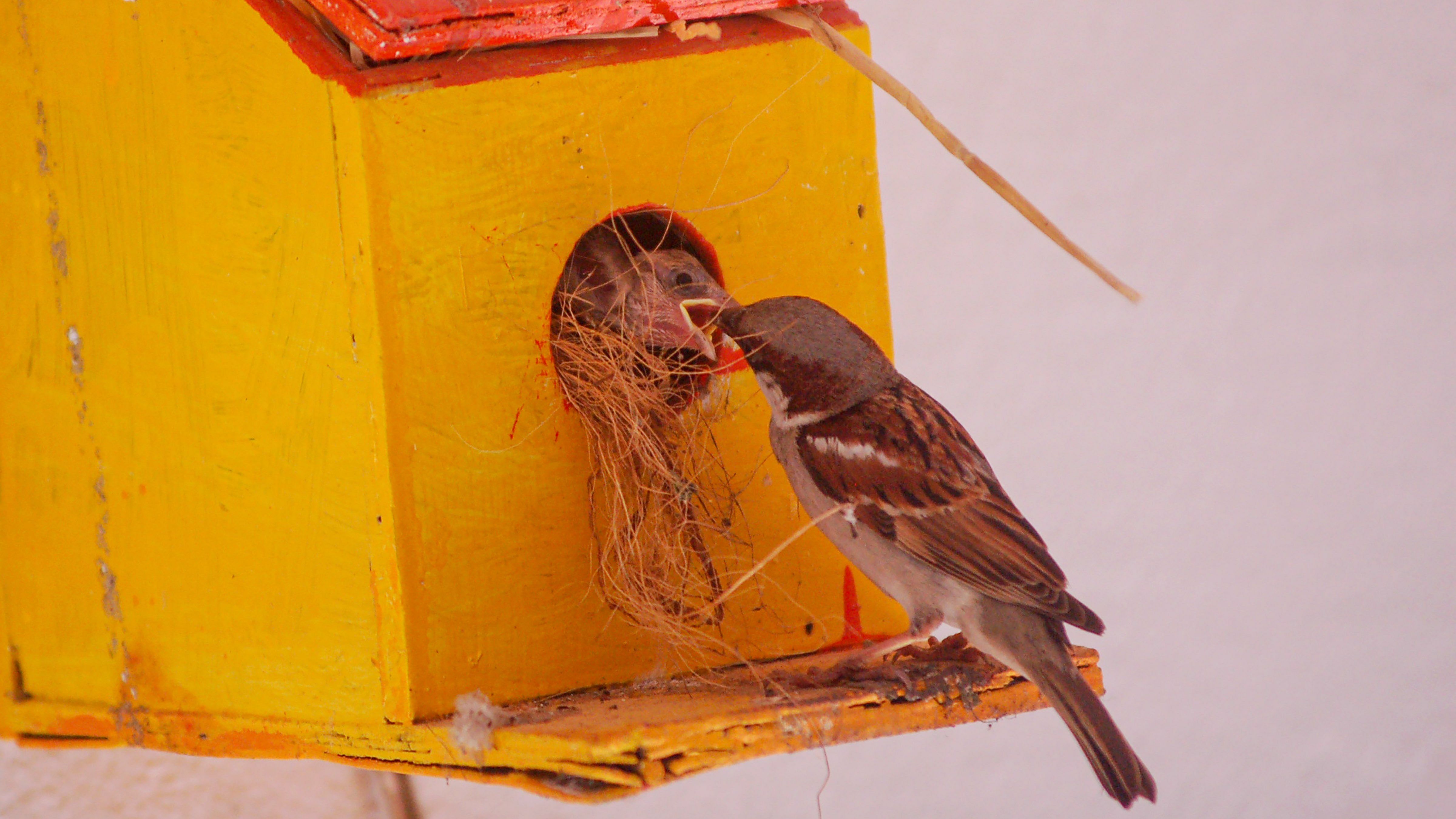 Their population has declined rapidly as the cities are no longer a suitable habitat due to the pollution caused by microwave towers, pesticides, besides green spaces giving away to more concrete constructions, according to the WWF India. Credit: PTI file Photo