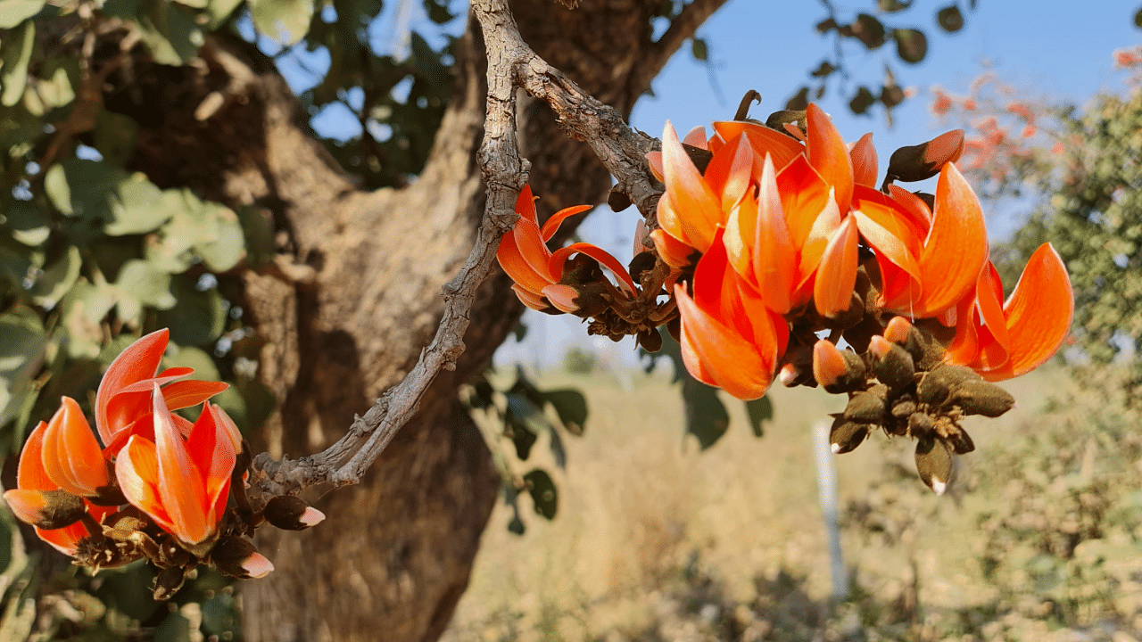 The red palash flower (Butea monosperma) grows aplenty in dry deciduous conditions, making it a sight to behold from Jharkhand to Gujarat. Credit: DH Special Arrangement