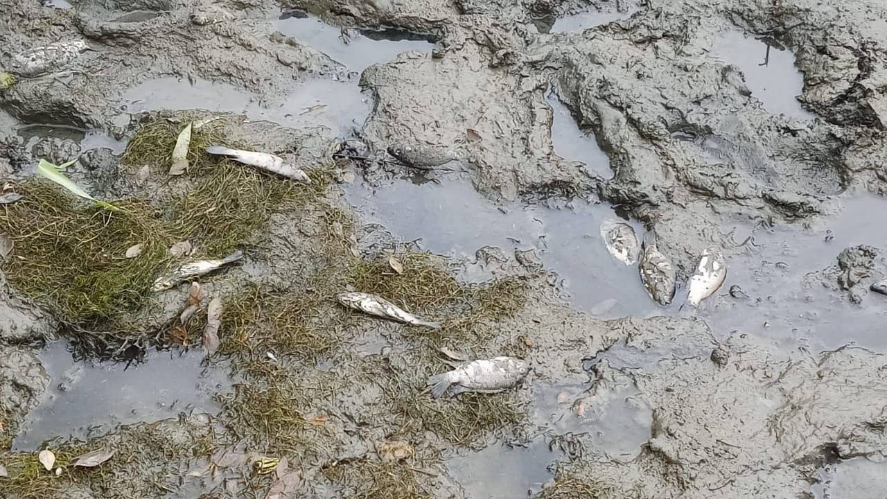 Dead fish in Thane Creek. Credit: NatConnect Foundation